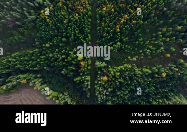 Aerial view of dense forest with intersecting paths and green trees ...