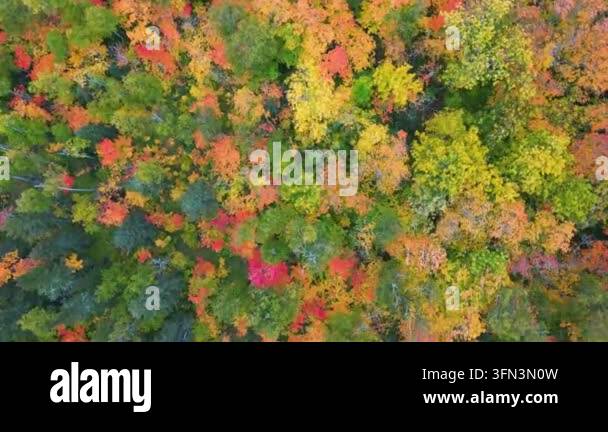 aerial view of autumn forest landscape with colorful trees Stock Video ...