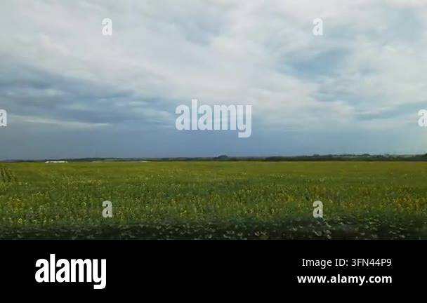 Yellow sunflowers bloom across a vast agricultural field under a cloudy ...
