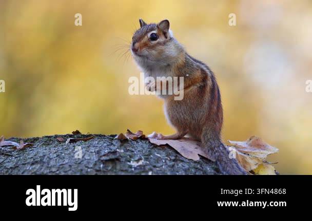 Chipmunk standing upright on textured tree log, yellow autumn ...