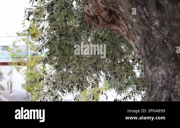 Close up of ripe black olives hanging on tree branches Stock Video ...