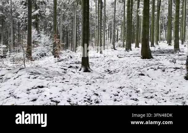 Forest floor covered snow amongst tall tree trunks Stock Video Footage ...