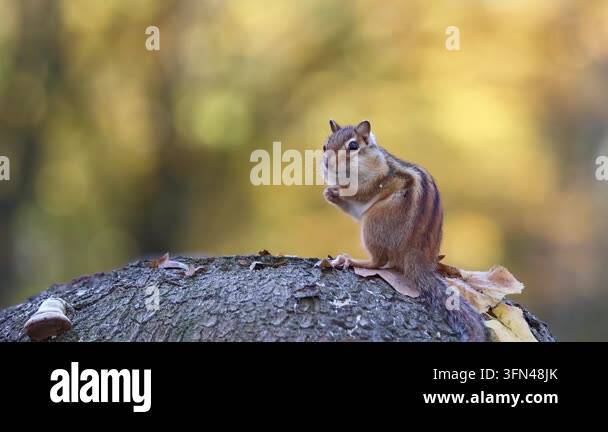 Chipmunk standing, stuffing cheeks, looking right, on tree trunk ...