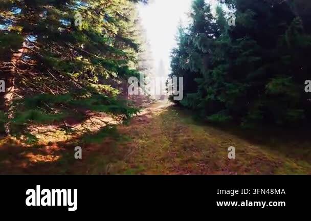 Sunbeams shining through tall pine trees in a misty forest Stock Video ...