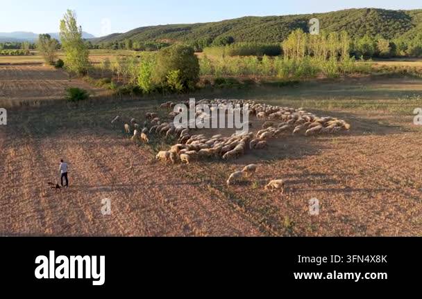 Magnificent aerial view of a flock of sheep grazing in a field. A ...