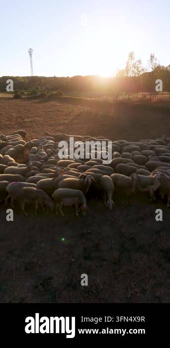 Aerial view of a large flock of sheep grazing peacefully in a dry ...