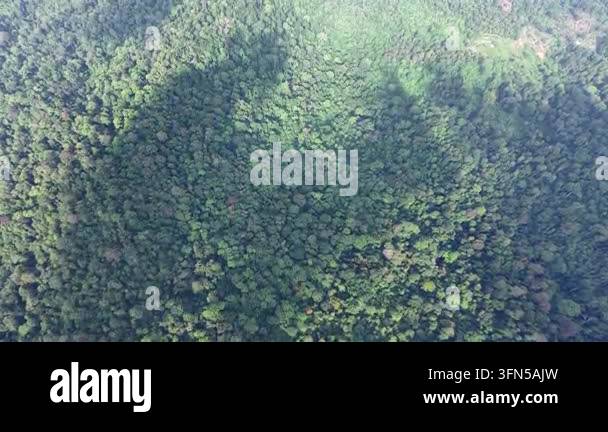 Aerial shot of dense green forest canopy highlighting sunlight and ...