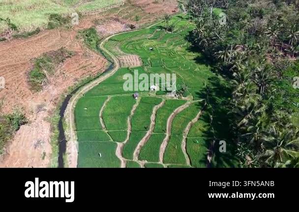Aerial view of terraced rice fields winding through lush greenery at ...