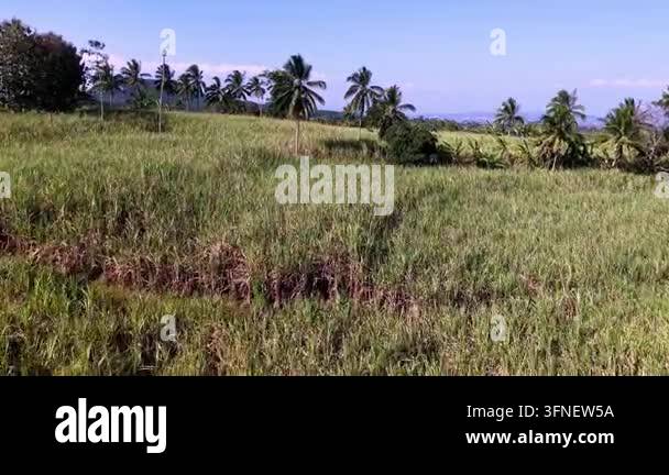 Aerial tropical sugarcane farm with scattered coconut palms and distant ...