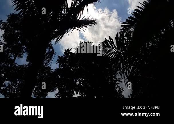Low angle view of palm tree leaves silhouetted against a bright clear ...