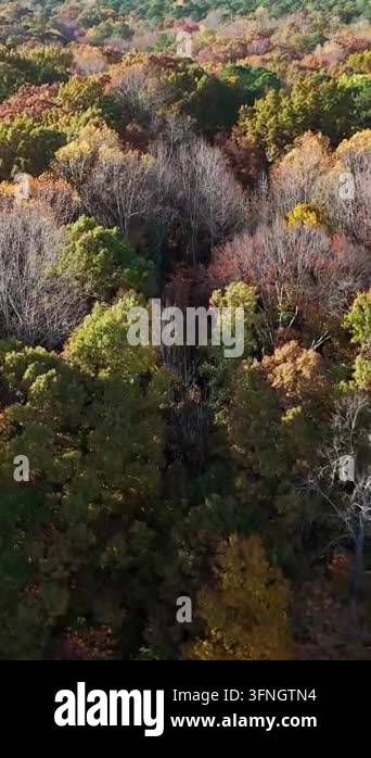 Aerial view of a beautiful forest with vibrant autumn foliage on a ...