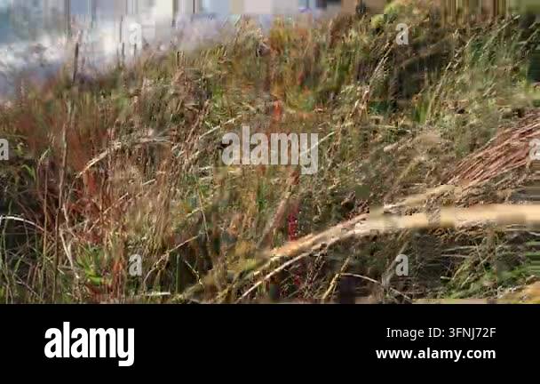 Close Up of Dry Brown Grass and Tangled Reeds Stock Video Footage - Alamy