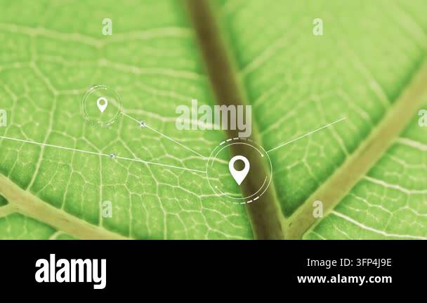 Network Mapping Visualization Single fresh leaf hosting initial pin appearing over midrib, pins ...