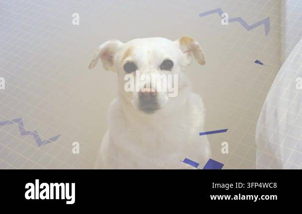 White dog following off-camera movement, eyes closing then turning ...