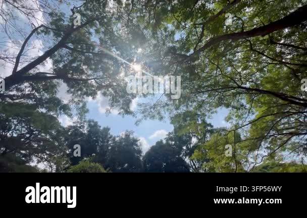 Spring Bright Tree Blue sky and tree spring summer Stock Video Footage - Alamy