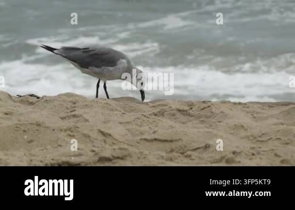 A seagull walks along a sandy beach with waves crashing in the ...