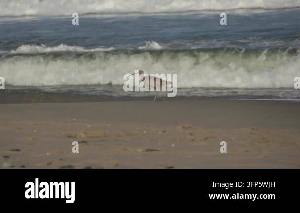 Bird standing near surf on a sandy beach with ocean waves in the ...