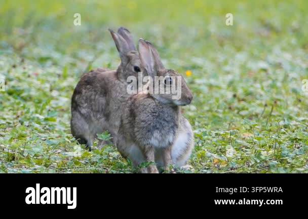 Two brown rabbits huddle together in a lush green meadow with small ...