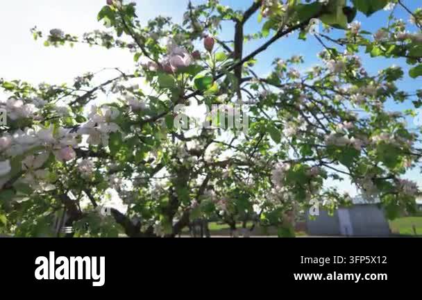 Spring Bright Tree Flowering tree branches under bright blue sky Stock Video Footage - Alamy