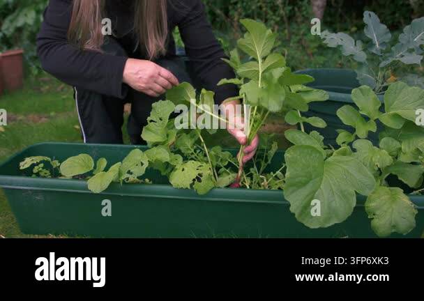 Woman gardener picking ripe radish vegetable from soil compost medium ...