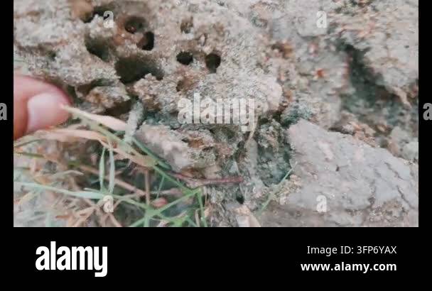 Insect Hand Sign Hand Breaking Open Soil Chunk Revealing Termites Inside Nest Stock ...