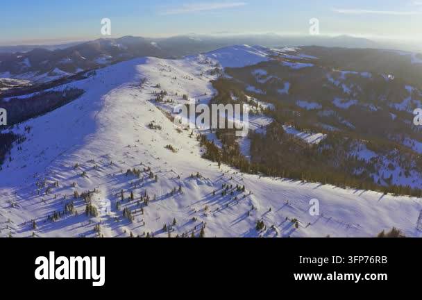 Writing Frame Tree High steep snowy mountain covered with evergreen writing trees on a ...