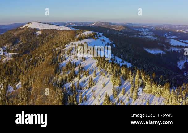 Writing Frame Tree High steep snowy mountain covered with evergreen writing trees on a ...