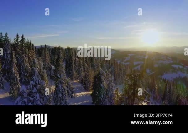 Writing Frame Tree High steep snowy mountain covered with evergreen writing trees on a ...