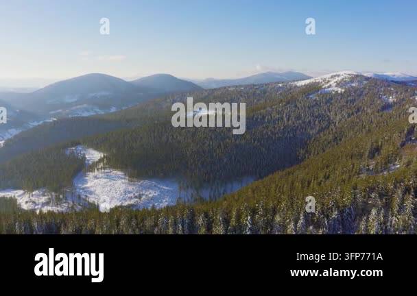 Writing Frame Tree High steep snowy mountain covered with evergreen writing trees on a ...