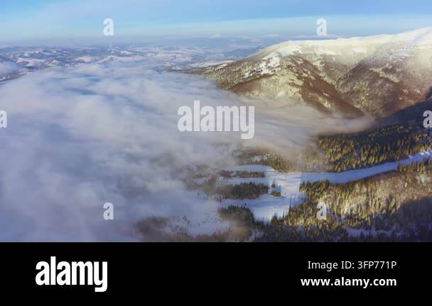 Writing Frame Tree High steep snowy mountain covered with evergreen writing trees on a ...
