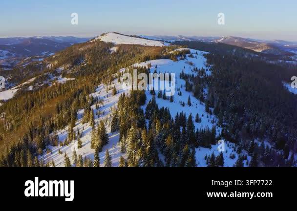 Writing Frame Tree High steep snowy mountain covered with evergreen writing trees on a ...
