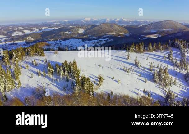 Writing Frame Tree High steep snowy mountain covered with evergreen writing trees on a ...