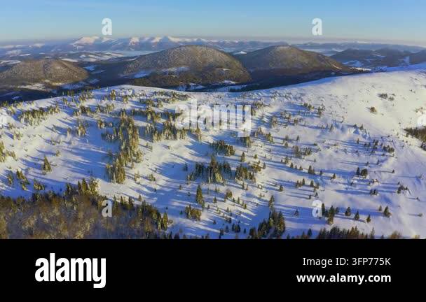 Writing Frame Tree High steep snowy mountain covered with evergreen writing trees on a ...