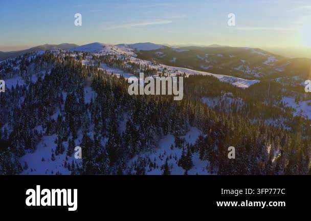 Writing Frame Tree High steep snowy mountain covered with evergreen writing trees on a ...