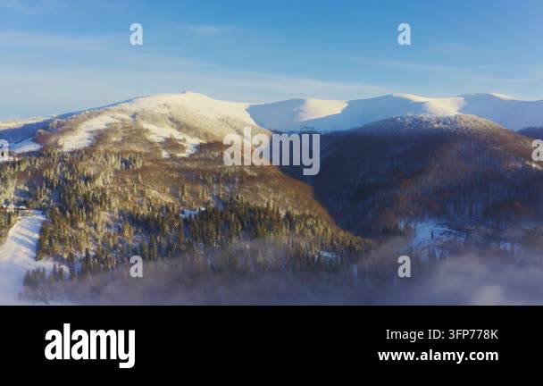 Writing Frame Tree High steep snowy mountain covered with evergreen writing trees on a ...