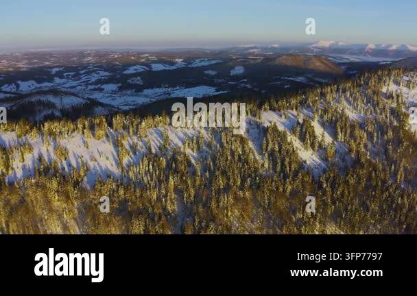 Writing Frame Tree High steep snowy mountain covered with evergreen writing trees on a ...