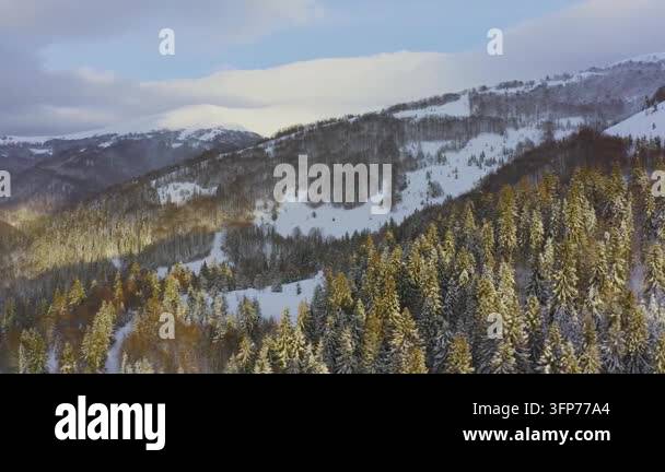 Writing Frame Tree High steep snowy mountain covered with evergreen writing trees on a ...