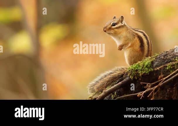 Chipmunk Perched on Mossy Log with Autumn Background Stock Video ...