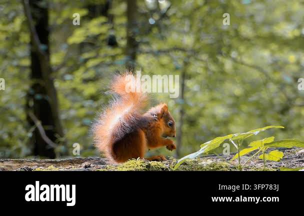 Wild squirrel behavior in natural forest environment, captured outdoors ...