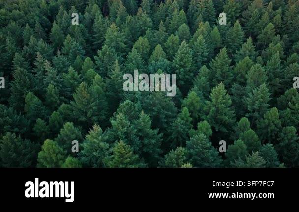 Spring Tree Hd Green forest in summer aerial view. Rainforest ecosystem and healthy ...