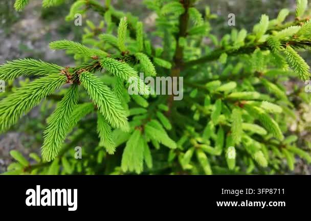 Spring Green Pack Close view of conifer needles on twig, with tiny brown buds and bright ...