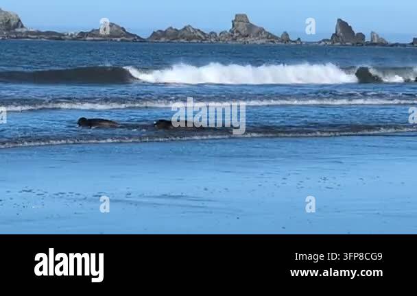 Pac Vector Video of 2 rehabilitated sea lions swim in the Pacific Ocean surf near ...