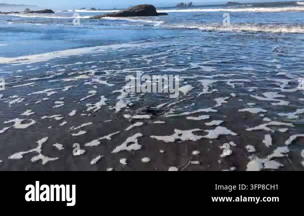 Pac Vector Video of a solitary purple sea star rests on the wet sand of a Pacific ...