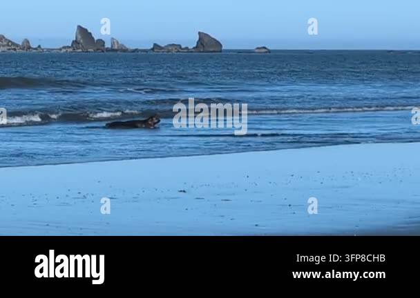 Pac Vector Video footage of two sea lions swimming in the Pacific Ocean with rocky ...