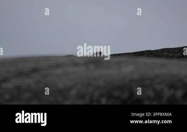 Tracking Common Raven Flying Behind Rock in Ilulissat Greenland Stock ...
