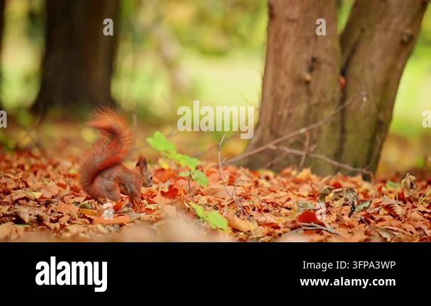 Cute red squirrel searching for food among colorful autumn leaves ...