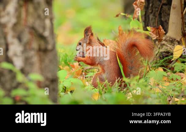 Red squirrel holding and eating a nut in autumn forest, adorable ...