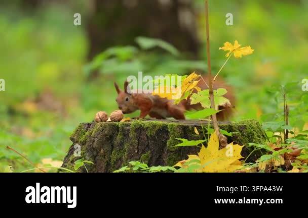 Red squirrel climbing onto a mossy tree stump in autumn woodland ...