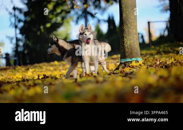 Two Siberian Huskies stand together in a park surrounded by golden ...