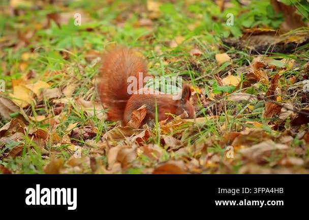 Red squirrel foraging through colorful fallen leaves on autumn forest ...